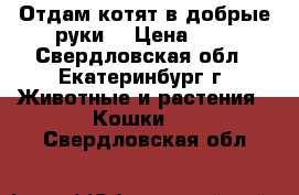 Отдам котят в добрые руки! › Цена ­ 0 - Свердловская обл., Екатеринбург г. Животные и растения » Кошки   . Свердловская обл.